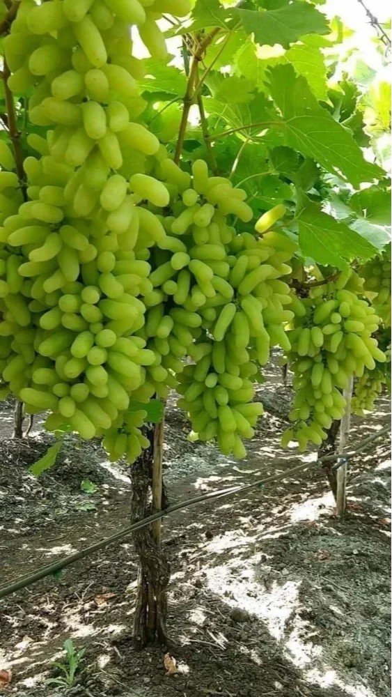 Fresh Green Grapes