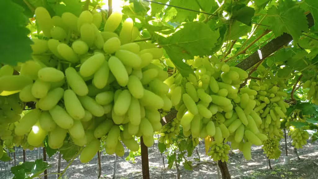 Sonaka Grapes